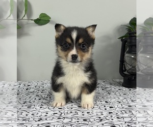 Pembroke Welsh Corgi Puppy for sale in FRANKLIN, IN, USA
