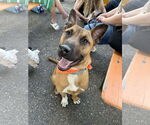 Small Photo #2 Mutt Puppy For Sale in Minneapolis, MN, USA