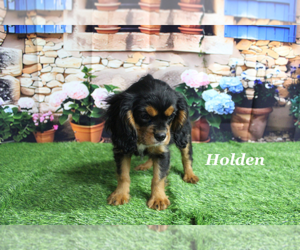 Medium Photo #24 Cavalier King Charles Spaniel Puppy For Sale in CHANUTE, KS, USA