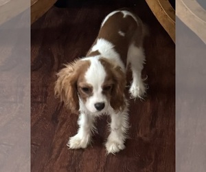 Cavalier King Charles Spaniel Puppy for sale in HUDSON, FL, USA