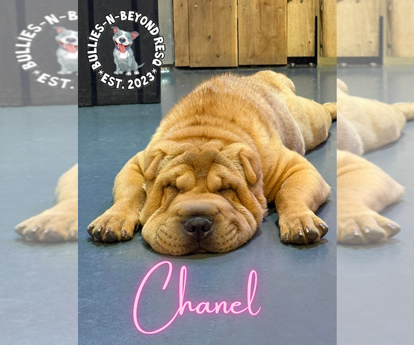 Medium Photo #12 Mutt Puppy For Sale in Omaha, NE, USA