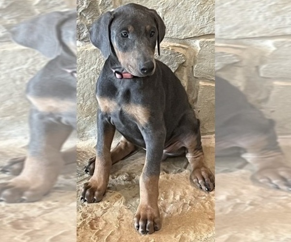 Medium Photo #2 Doberman Pinscher Puppy For Sale in DUBLIN, TX, USA