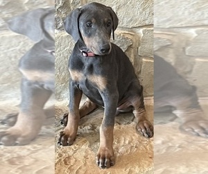 Medium Doberman Pinscher