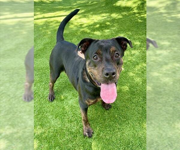 Medium Photo #2 Rottweiler-Unknown Mix Puppy For Sale in Naples, FL, USA