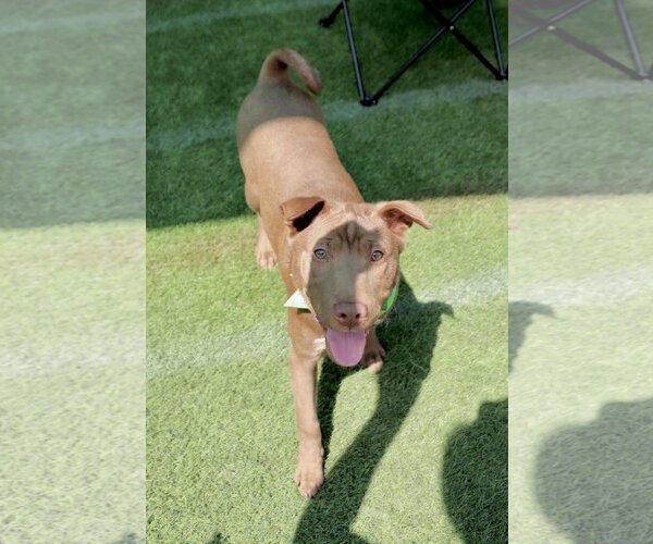 Medium Photo #11 Chinese Shar-Pei-Labrador Retriever Mix Puppy For Sale in Dana Point, CA, USA