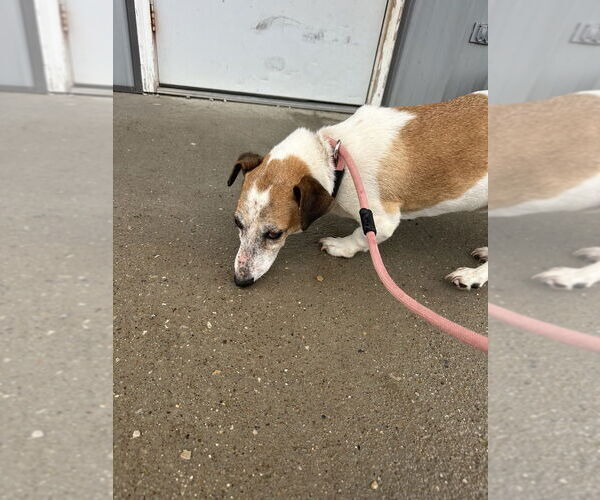 Medium Photo #1 Jack Russell Terrier-Unknown Mix Puppy For Sale in Evansville, IN, USA