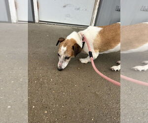 Jack Russell Terrier-Unknown Mix Dogs for adoption in Evansville, IN, USA