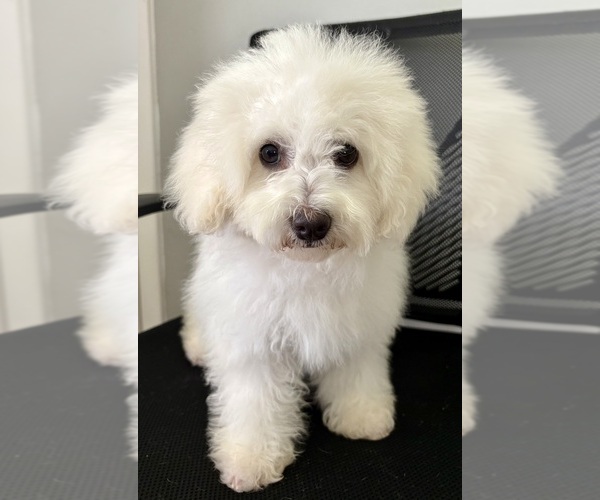 Medium Photo #4 Poodle (Miniature) Puppy For Sale in GARLAND, TX, USA