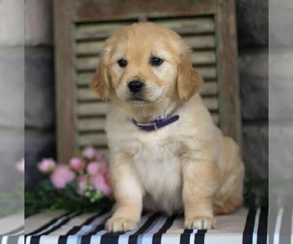 Medium Photo #1 Golden Retriever Puppy For Sale in LITITZ, PA, USA