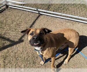Black Mouth Cur Dogs for adoption in Corpus Christi, TX, USA