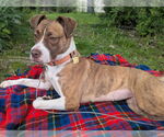 Small #1 American Pit Bull Terrier