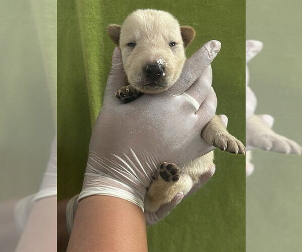 Medium Photo #2 German Shepherd Dog Puppy For Sale in Riverside, CA, USA