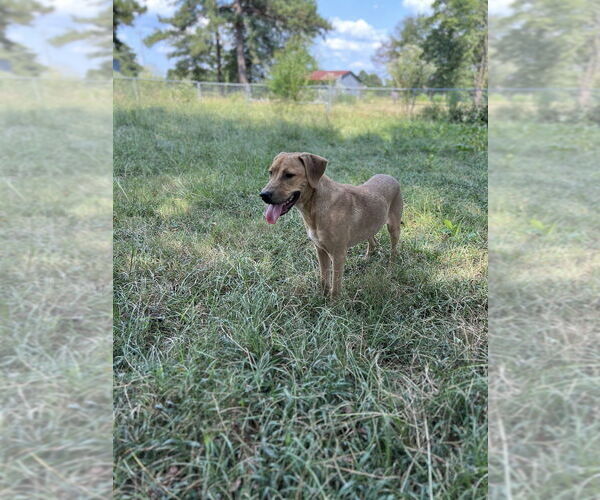 Medium Photo #2 American Pit Bull Terrier-Unknown Mix Puppy For Sale in FRAMINGHAM, MA, USA