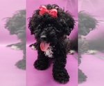 Puppy 2 Cavachon-Poodle (Toy) Mix