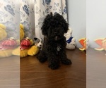 Image preview for Ad Listing. Nickname: BichPoo puppies
