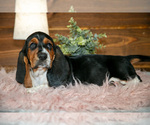 Puppy Veronica Basset Hound