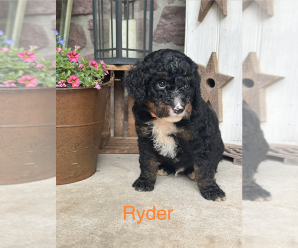 Medium Photo #7 Bernedoodle (Miniature) Puppy For Sale in DENVER, PA, USA