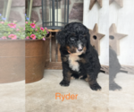 Puppy Ryder Bernedoodle (Miniature)