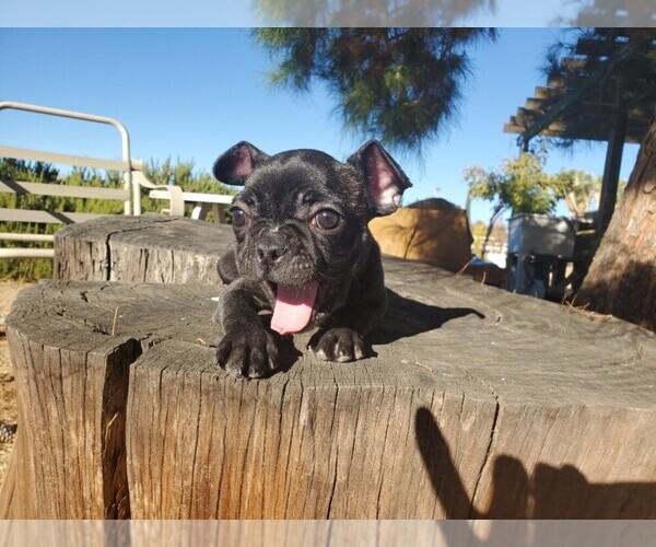 Medium Photo #6 French Bulldog Puppy For Sale in SANTA CLARITA, CA, USA