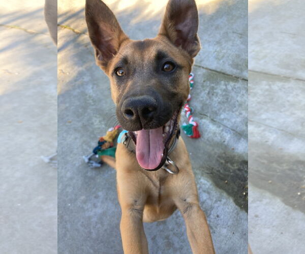 Medium Photo #3 Mutt Puppy For Sale in San Diego, CA, USA