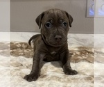 Puppy Chanel American Pit Bull Terrier-Labrador Retriever Mix