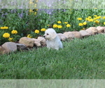Small #7 Bichon Frise