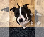 Small #2 American Pit Bull Terrier
