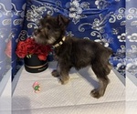 Small #21 Schnauzer (Miniature)