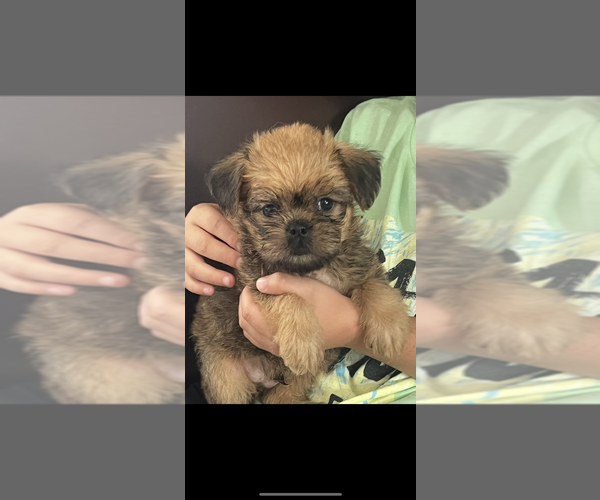 Medium Photo #1 Brussels Griffon Puppy For Sale in NILES, MI, USA