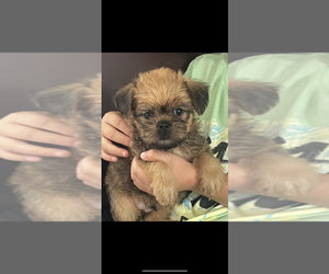 Brussels Griffon Puppy for sale in NILES, MI, USA