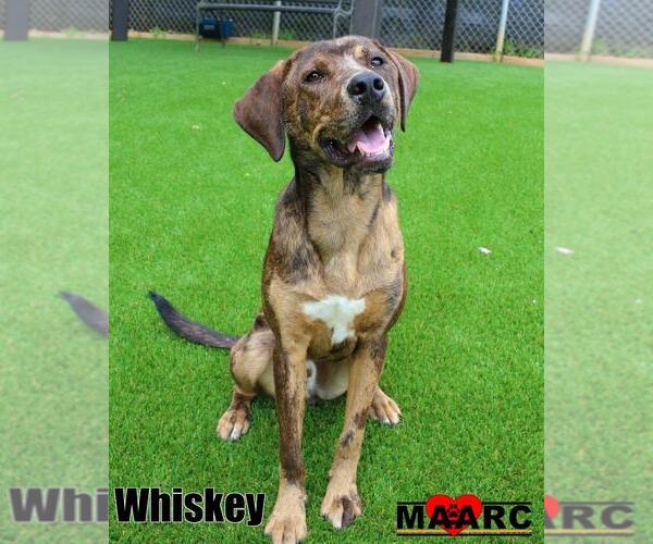 Medium Photo #10 Catahoula Leopard Dog-Unknown Mix Puppy For Sale in Maryville, TN, USA
