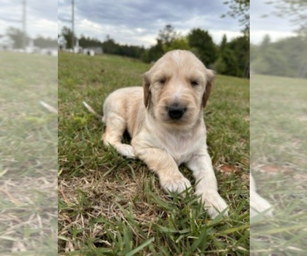 Medium Photo #3 Afghan Hound Puppy For Sale in VIDALIA, GA, USA