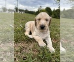 Small Photo #8 Afghan Hound Puppy For Sale in VIDALIA, GA, USA