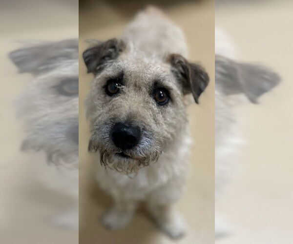 Medium Photo #7 Maltese-Unknown Mix Puppy For Sale in San Diego, CA, USA