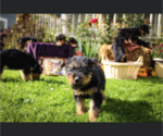 Small Photo #14 Airedale Terrier Puppy For Sale in OLEAN, NY, USA