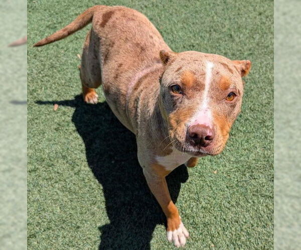Medium Photo #1 American Pit Bull Terrier-Unknown Mix Puppy For Sale in McKinney, TX, USA