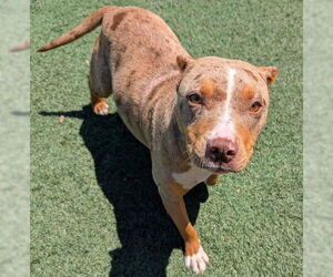 American Pit Bull Terrier-Unknown Mix Dogs for adoption in McKinney, TX, USA