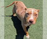 Small American Pit Bull Terrier Mix
