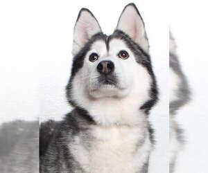 Siberian Husky Dogs for adoption in Burbank, CA, USA