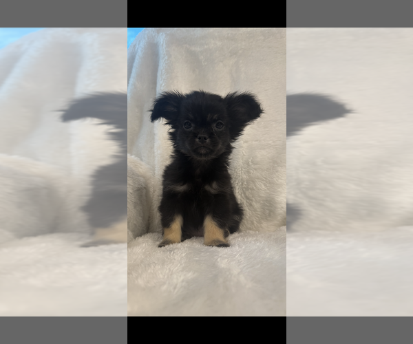 Medium Photo #1 Cheeks Puppy For Sale in SHERMAN, TX, USA