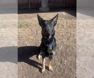German Shepherd Dog Dogs for adoption in Plano, TX, USA