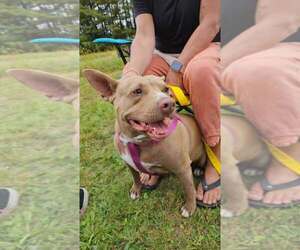 Mindy (TN) - Female Mutt Dog for Adoption - Photo #6
