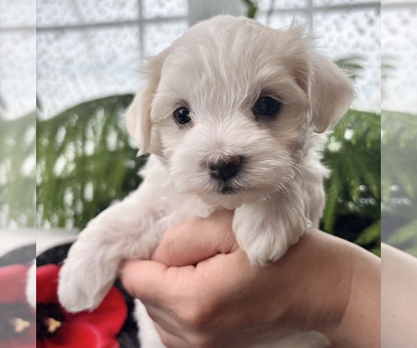 Medium Photo #3 Maltese Puppy For Sale in ROCK STREAM, NY, USA