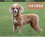 Small Photo #1 Cadoodle Puppy For Sale in PERU, IN, USA