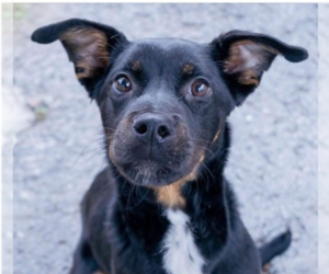 Rottweiler-Unknown Mix Dogs for adoption in Springdale, PA, USA