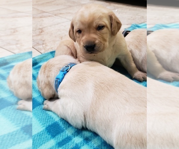 Medium Photo #39 Labrador Retriever Puppy For Sale in OLYMPIA, WA, USA