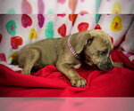 Small #10 Black Mouth Cur-Catahoula Leopard Dog Mix