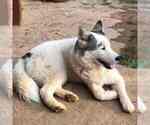 Small Photo #3 Siberian Husky Puppy For Sale in MANASSAS, VA, USA