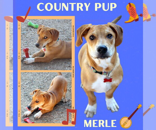 Medium Photo #1 Basset Hound-Unknown Mix Puppy For Sale in Lindsay, CA, USA