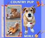 Merle - Male Basset Hound-Unknown Mix Dog for Adoption - Small photo